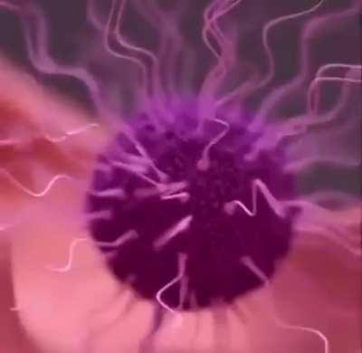 The miracle of life in a minute