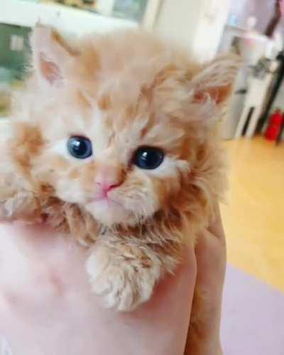 Tiny Floofer is Adorable