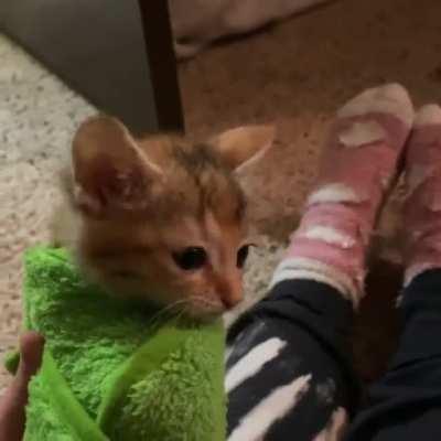 I saw this cat video on a discord server