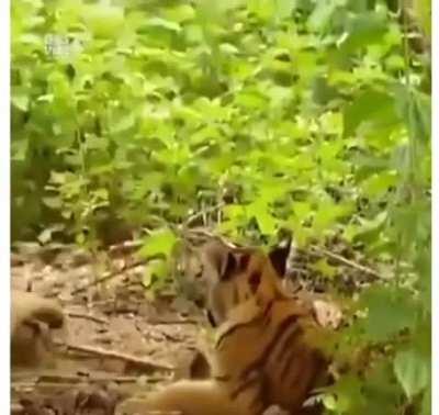 The new king of the jungle