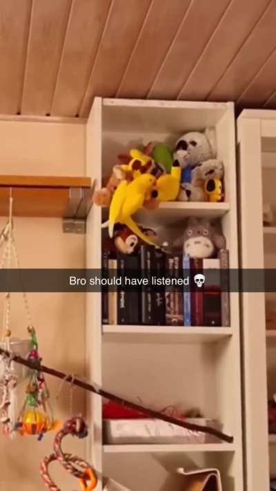 Bird should have listened 