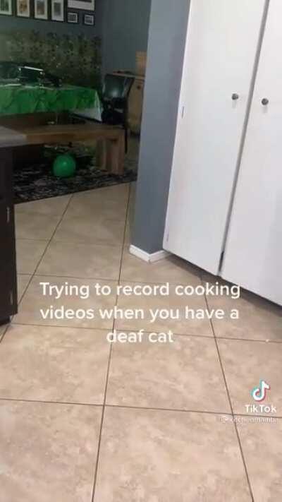 That last meow had some attitude!