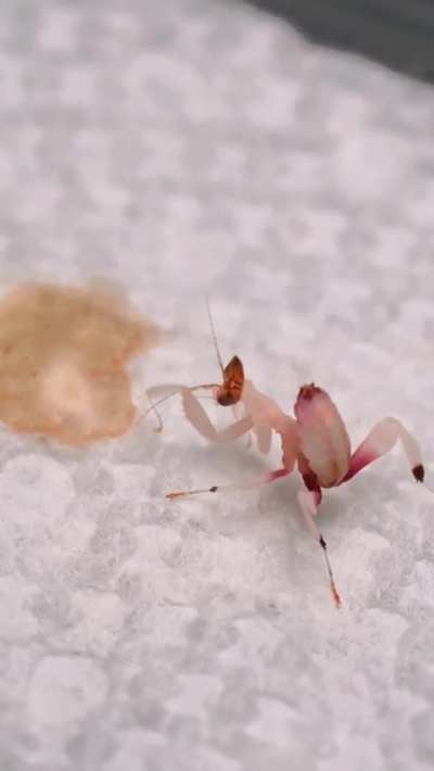 Letting her try honey as a special little treat