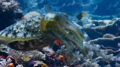 🔥 Cuttlefish hypnotizes crab
