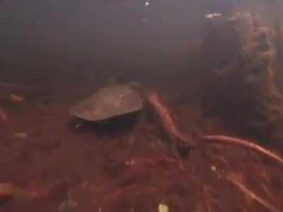 Snorkelling in the Florida Everglades