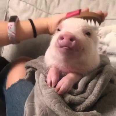 Does it get any more wholesome than this girl getting her hair brushed?