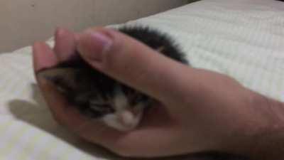 Criminal willfully turns themself in