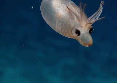 Piglet squid at a depth of 1385m near Palmyra Atoll