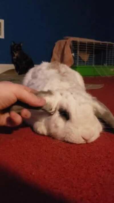 You might have heard of Merlin (working title) as I've been posting about him alot. Here's what kind of pets he lets me get away with after two days of knowing him lol