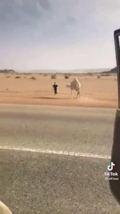 Creatively putting a camel and her calf out of harm’s way.