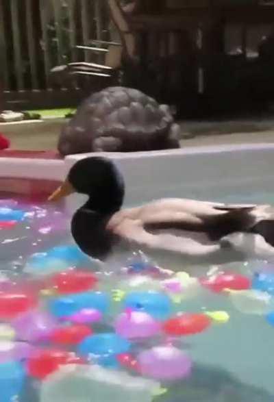 To get in Jerry's pool
