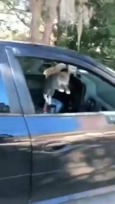 They indeed are 😹