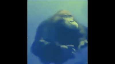 Shrek farts on monke