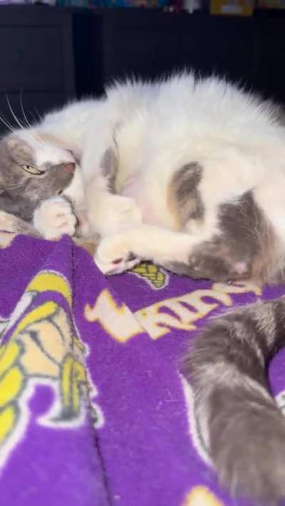 Kitteh loves to be a bongo