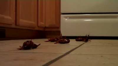 Crawdad Crush from the Goddess