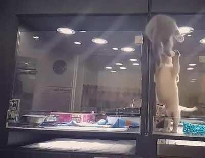 A Catculated and Daring Escape!