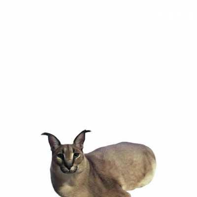 anvil CRUSHES floppa