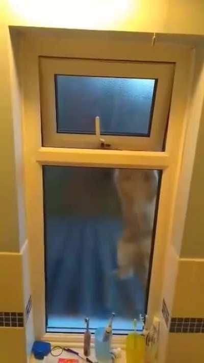 We don't have a cat flap as we never planned for a cat... Certainly an interesting entry method