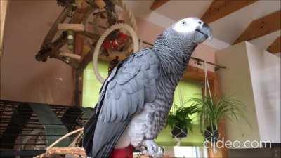 Eesti keelt kõnelev papagoi