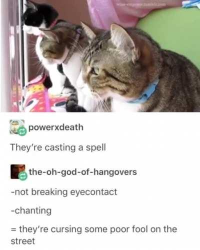 Crookshanks and friends