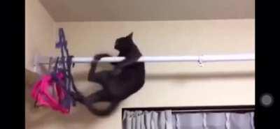 Cat did not expect gravity to exist