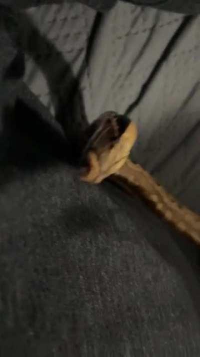 Smol blelels from a smol snoot