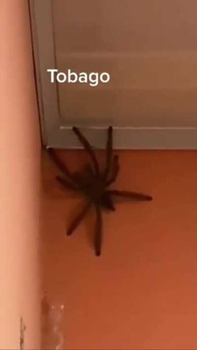 🔥A family find a Goliath Birdeater in their kitchen