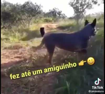 Rex fez um novo amigo