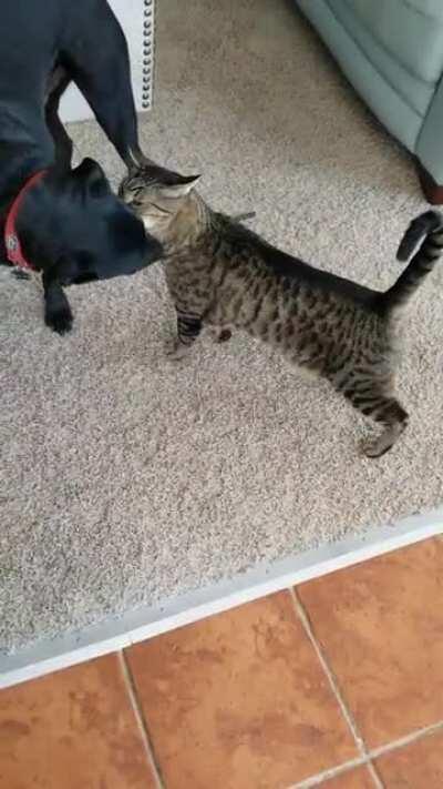 He was without his best friend for a few days.