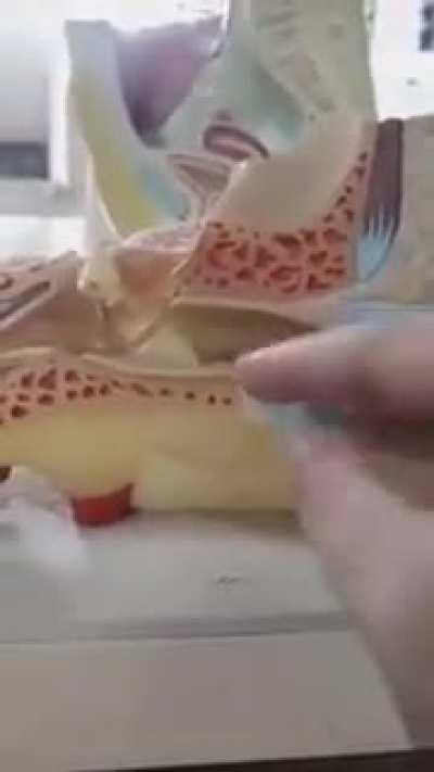 Biologia is my passion