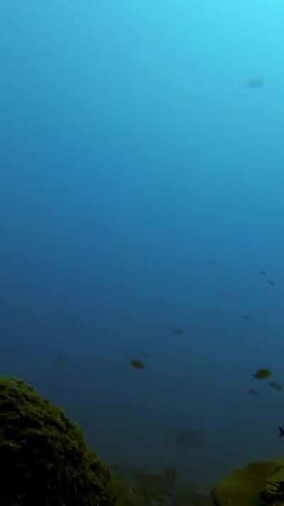 Как встретишь Новый год, так его и проведешь. Уже третий год дайвинга на НГ, меня это устраивает