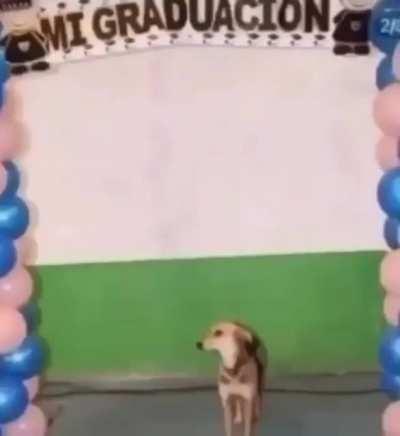 Perro ingeniero 😎👌