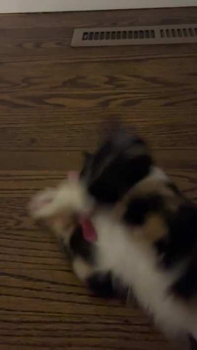 Polly with her beans out