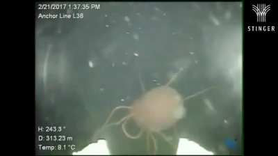 Anyone knows what this is? Description said “filmed by drone 1k ft underwater”