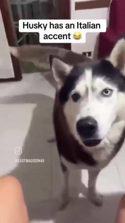 Husky has an Italian accent