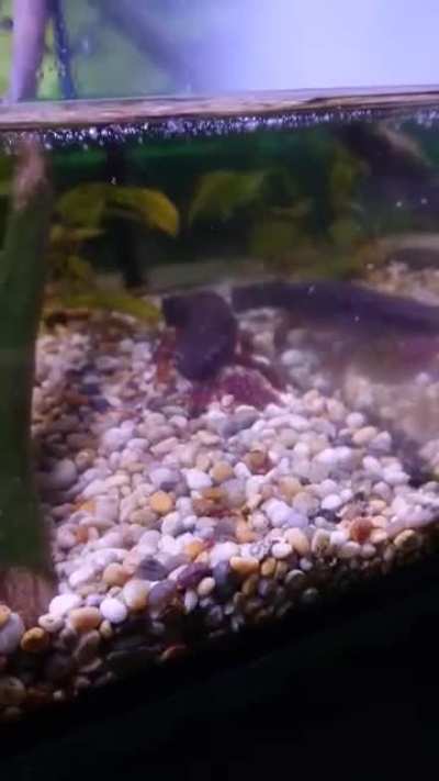 Behold a vicious beast!