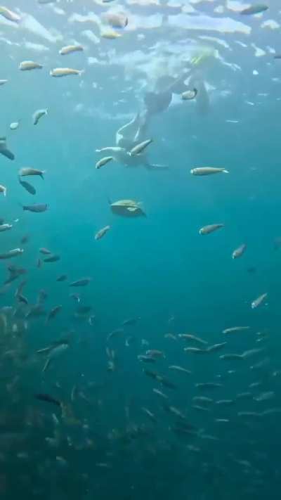 Experience the wonders of life under water.