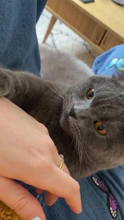 Cuddling for an hour, decides I deserve a bite or two to keep me in my place