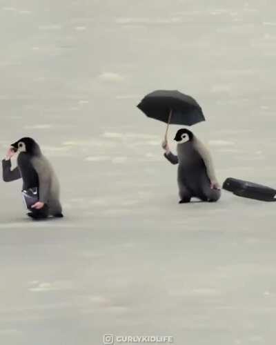 Pássaro com braço fodase