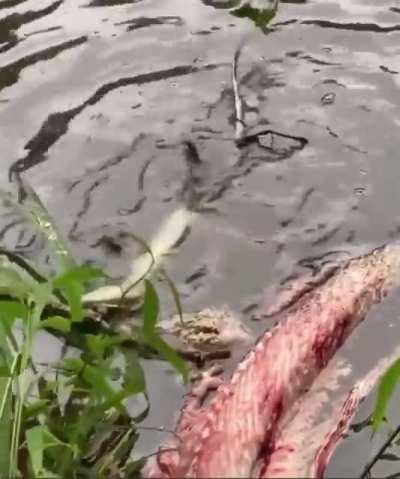 This baby croc does a baby-death roll.