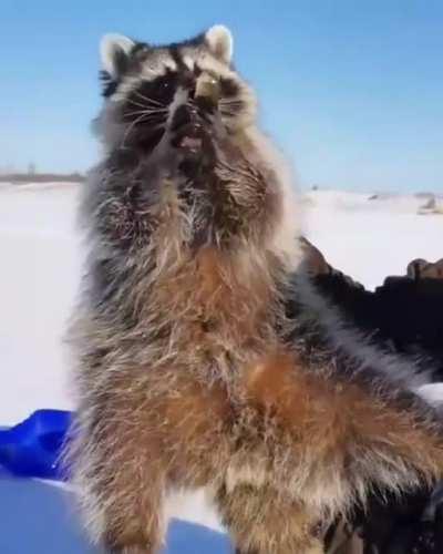 Racoon: I have no idea what I'm doing, but it seems to make him happy. And I get fish.