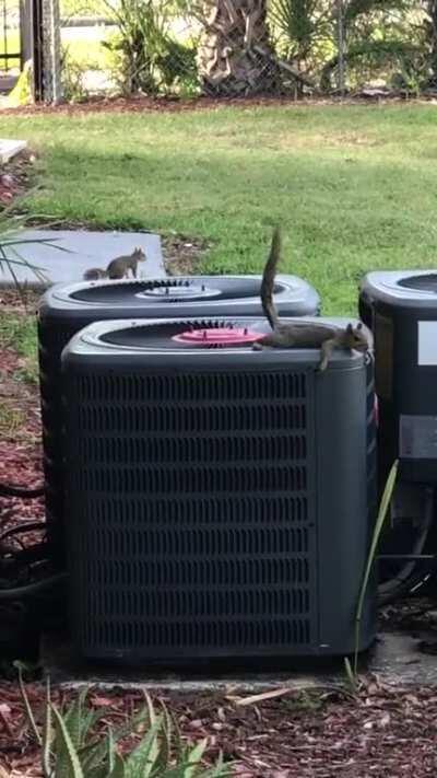 Squirrel living the best life.