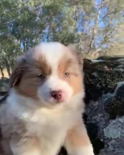 The little dog will become a wolf.