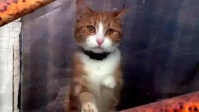 Cat with a sad look outside the window