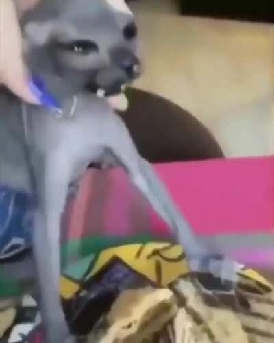 lobinho comendo a pizza