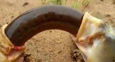 Thanks I hate whatever this is