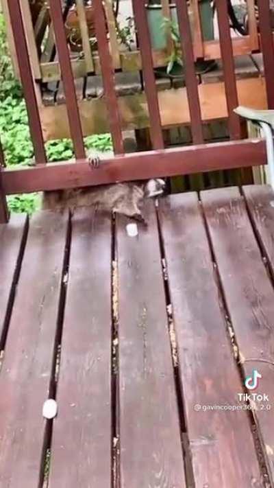 He just wanted a marshmallow