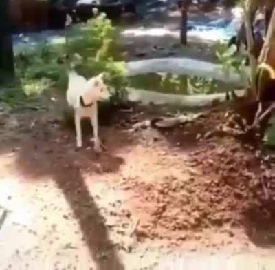 cat pushed the dog too far