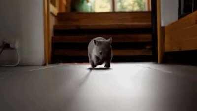 Trotting baby wombat