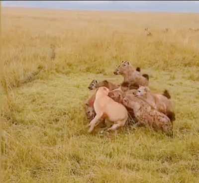Lion pride comes to the aid of a lioness being attacked by a hyena pack